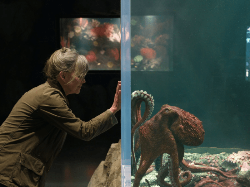 Creature luminose: il dolce “comfort movie” di Netflix che scalda il cuore